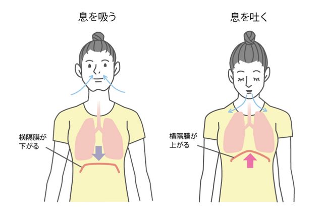 呼吸による横隔膜の動きの図解