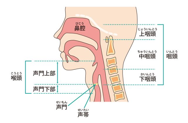 鼻腔、上咽頭、口腔などの位置を示す図解